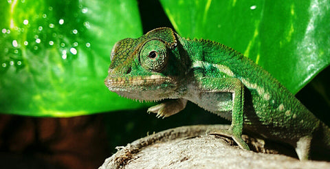 Klimaschutz Chamäleon Umweltschutz