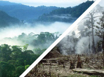 Regenwald Brand Abholzung Umweltschutz
